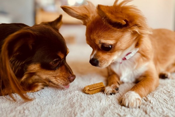 hunde-mit-hundesnack