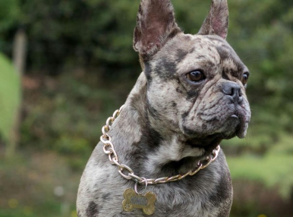 halskette-am-hund