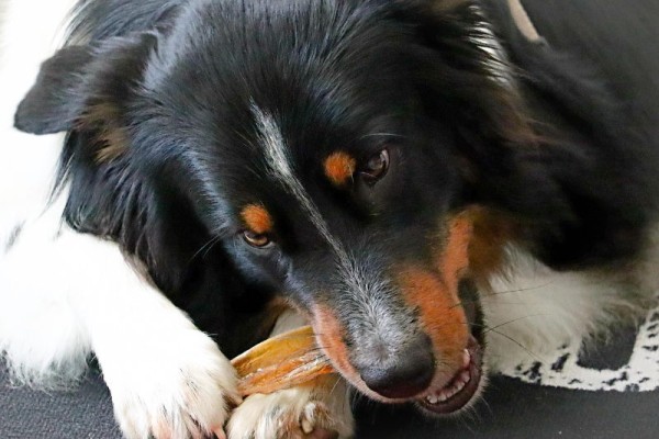hund-beisst-auf-kauknochen-lizenfrei