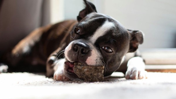 hund-liegt-mit-kauartikel-auf-dem-boden