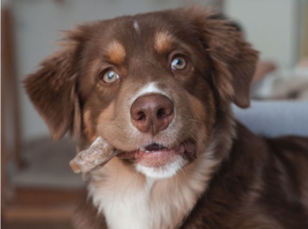 kauartikel-hund1CyY82rapZrc2