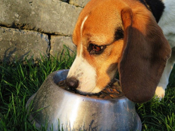 hunde-frisst-napf-hundefutter-zutaten