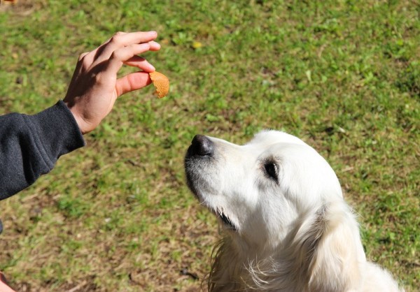 hund-frisst-leckerli