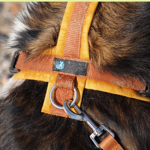 annyx - Führleine Classic Bolt Fun