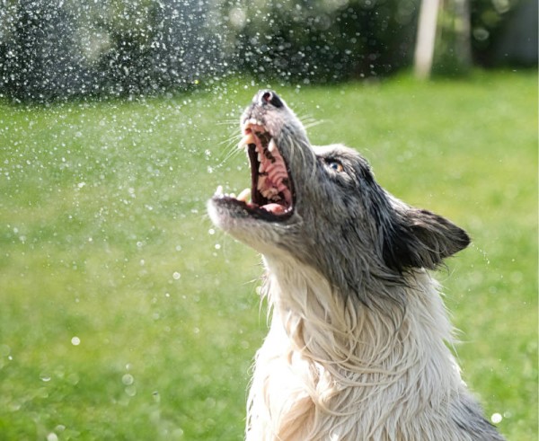 hund-im-sommer