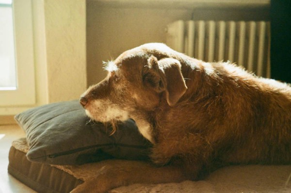hundesenior-aelterer-hund